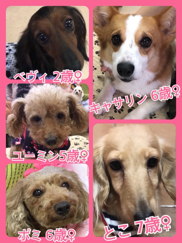 🐾今日の里親様募集中ワンコ🐶メンバーです🐾2019,7,27